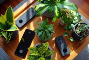 Гаджеты для ухода за домашними растениями: что реально работает