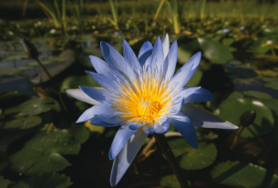 Вышла новая версия Media Player Classic — Home Cinema 2.5.5