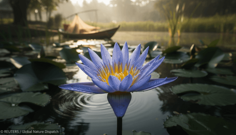 Вышла новая версия Media Player Classic — Home Cinema 2.5.6