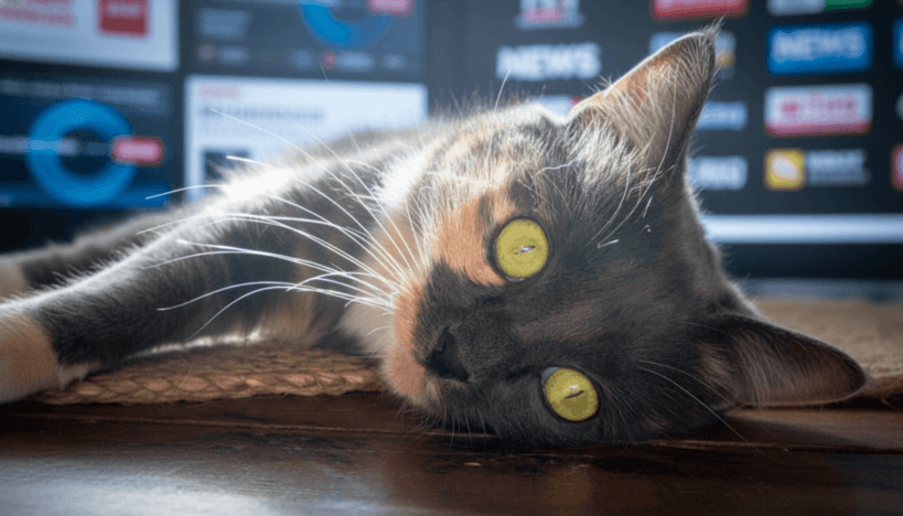 Вышла новая версия кроссплатформенного архиватора PeaZip 10.8