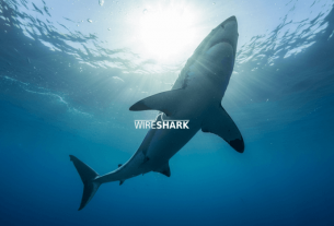 Вышла новая версия Wireshark 4.6.2